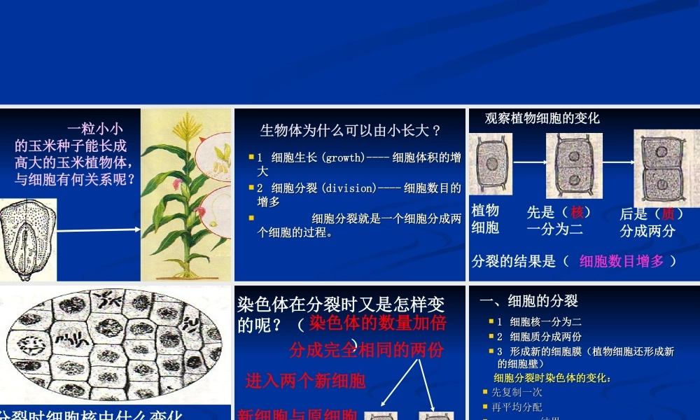 七年级生物第三节 细胞通过分裂产生新细胞课件