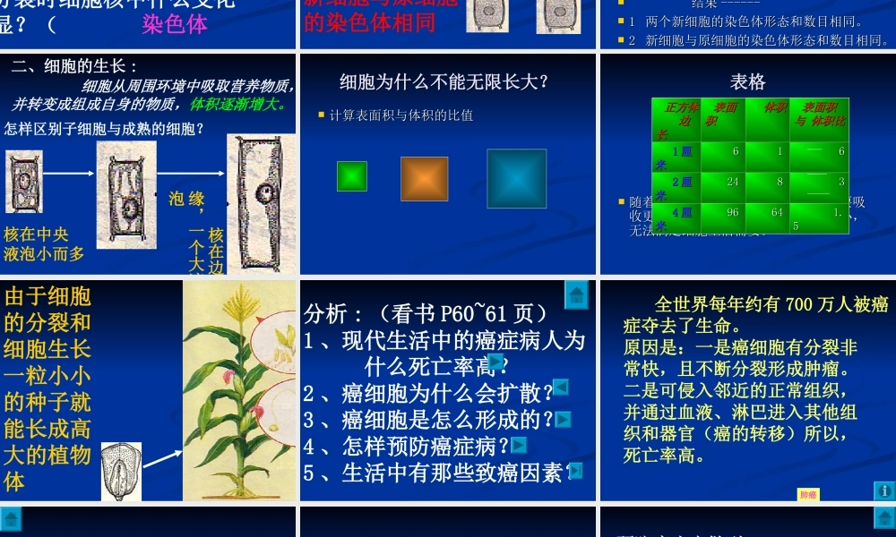 七年级生物第三节 细胞通过分裂产生新细胞课件