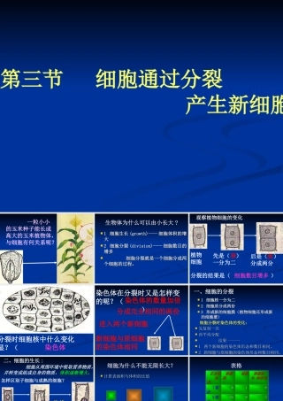 七年级生物第三节 细胞通过分裂产生新细胞课件
