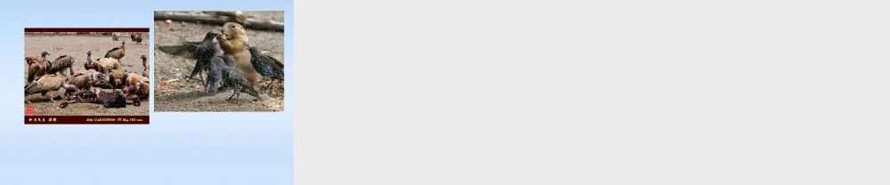 八年级政治上册 第四单元交往艺术新思维第七课礼貌显魅力课件 人教新课标版 课件