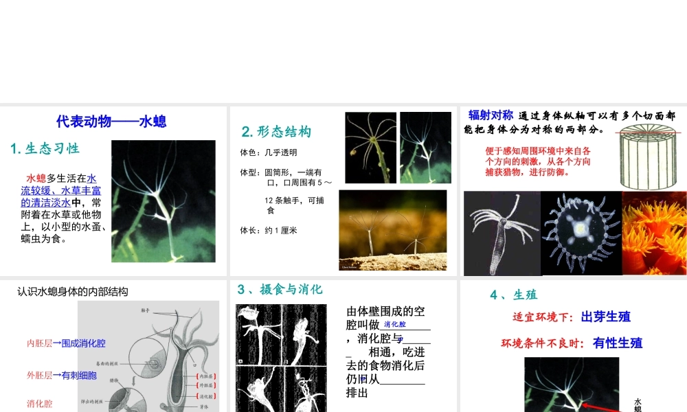 八年级生物上册《第一章_第一节_腔肠动物和扁形动物》课件 (2)