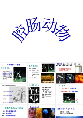 八年级生物上册《第一章_第一节_腔肠动物和扁形动物》课件 (2)