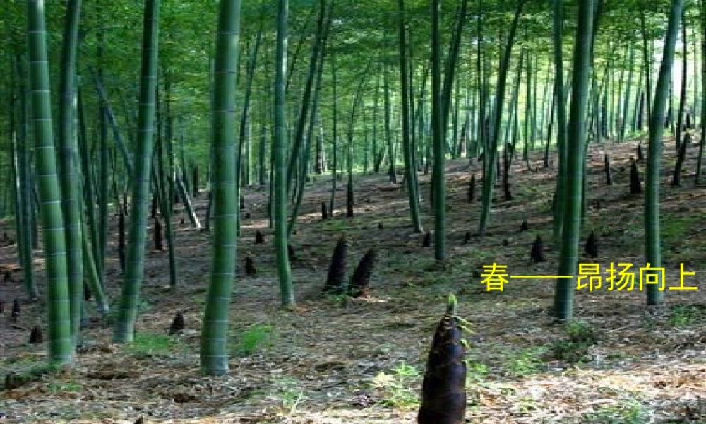 七年级语文上册(济南的冬天)课件 语文版 课件