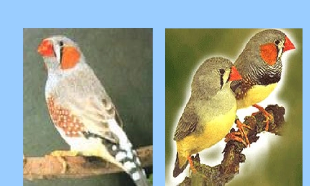 人教版五年级语文上册《珍珠鸟》PPT课件