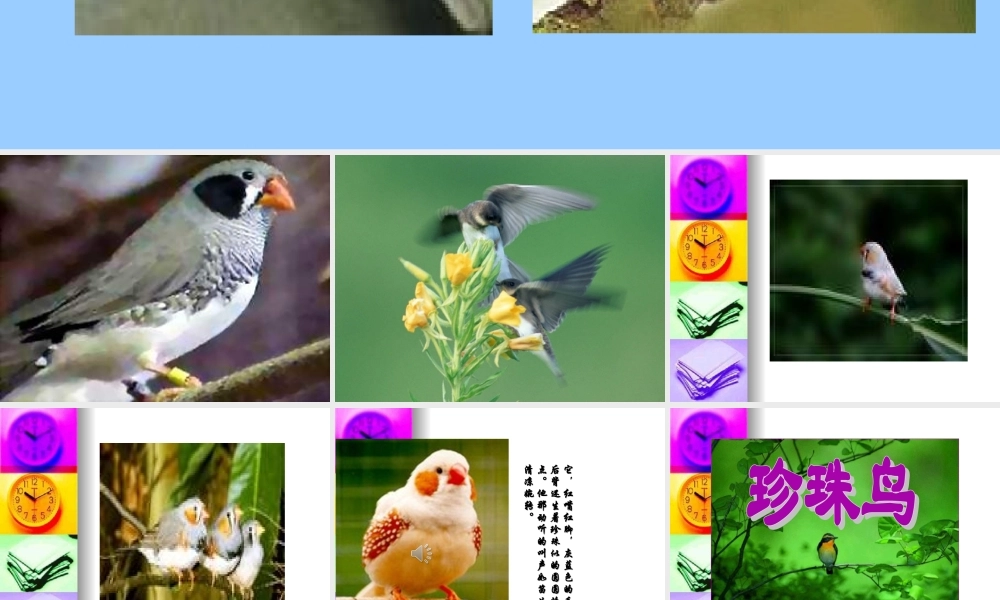 人教版五年级语文上册《珍珠鸟》PPT课件