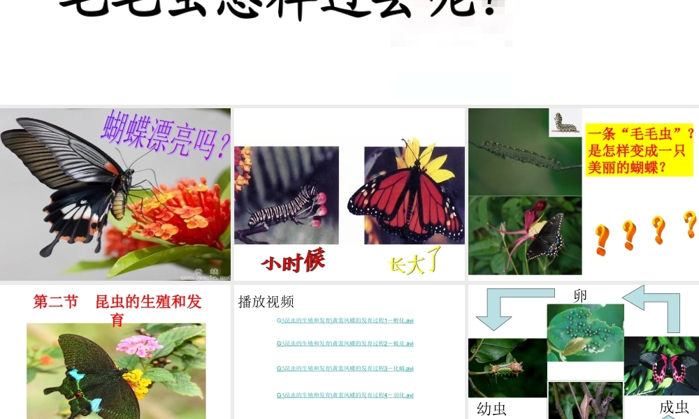 第二节《昆虫的生殖和发育》