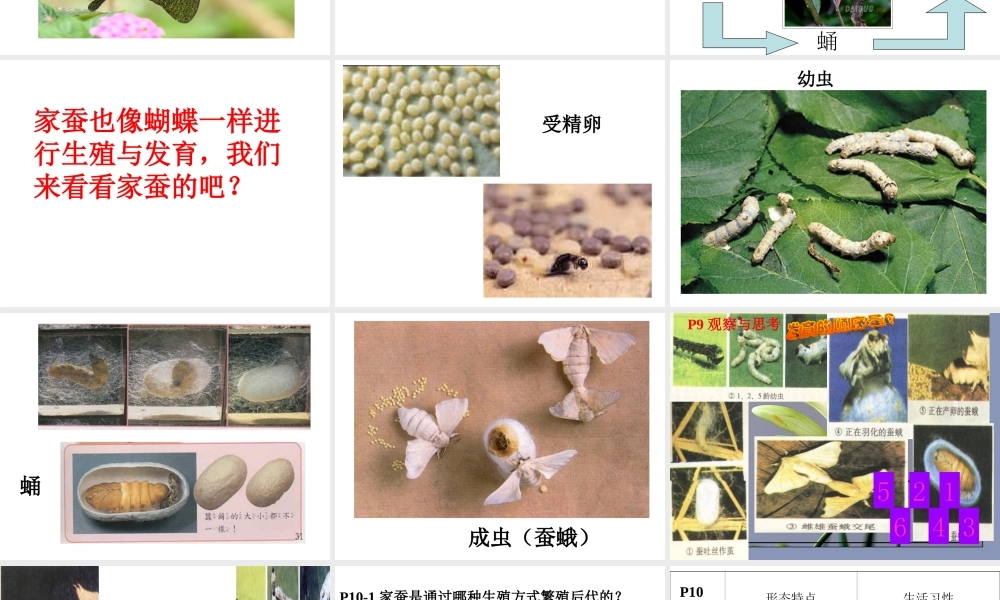 第二节《昆虫的生殖和发育》