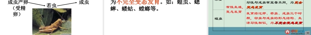 第二节《昆虫的生殖和发育》