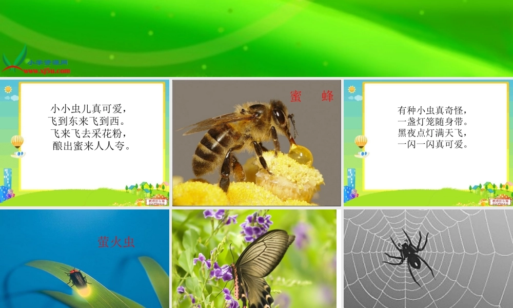 夏天的小虫(2)