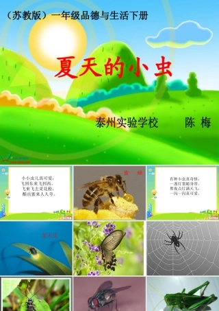 夏天的小虫(2)
