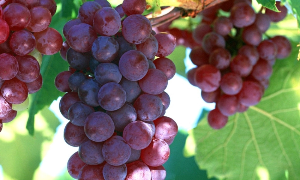 中考历史(汉通西域和丝绸之路)复习课件1 课件