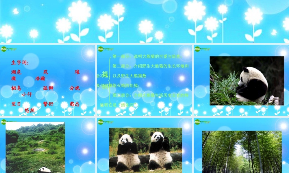七年级语文下册(国宝—大熊猫)课件 苏教版 课件