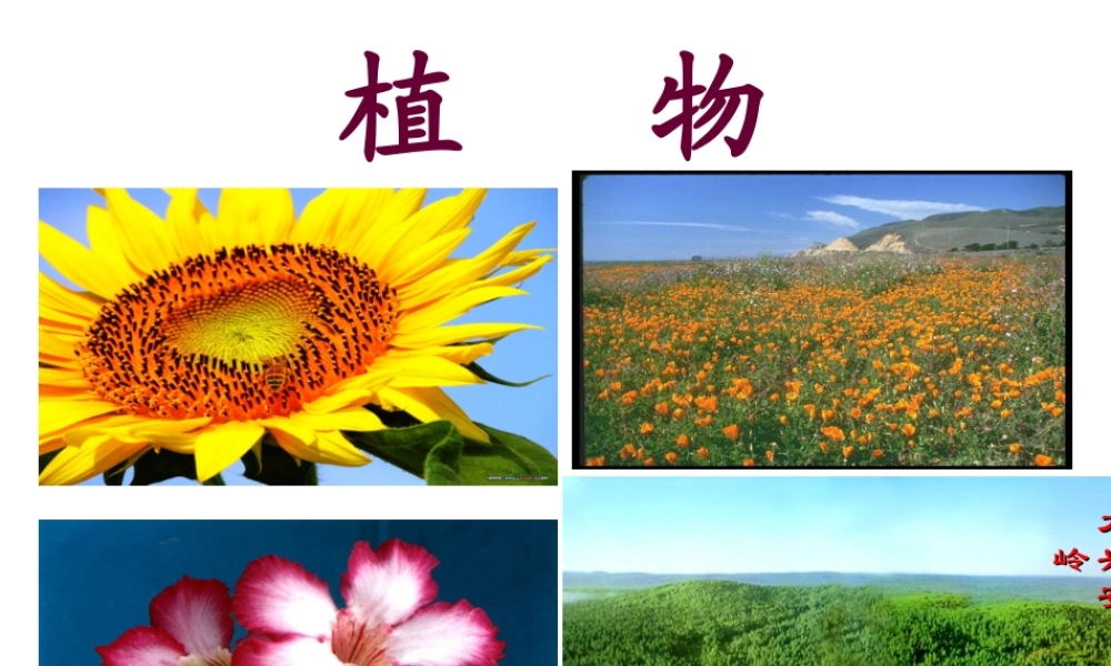 世界因生命而精彩正式