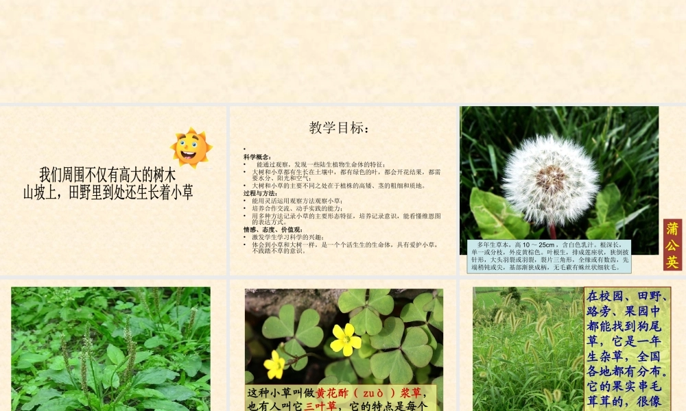 《大树和小草》课件4[1]