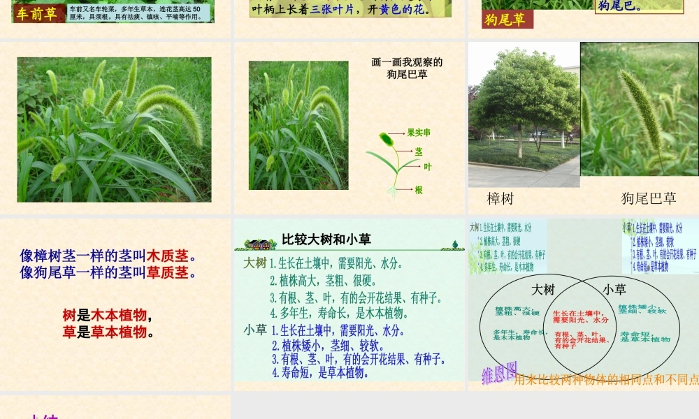 《大树和小草》课件4[1]