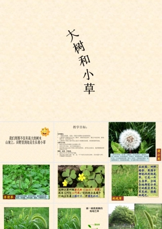 《大树和小草》课件4[1]