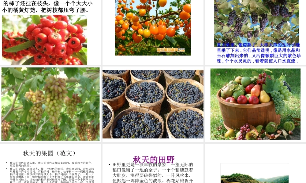 秋天的景色__作文