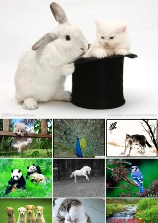 十只小猪过河