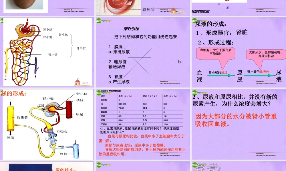 七年级生物下册 尿的形成与排出上课件 北师大版 课件