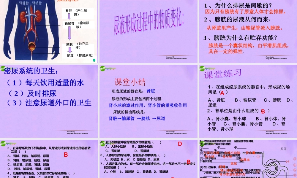 七年级生物下册 尿的形成与排出上课件 北师大版 课件