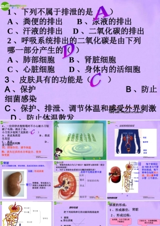 七年级生物下册 尿的形成与排出上课件 北师大版 课件