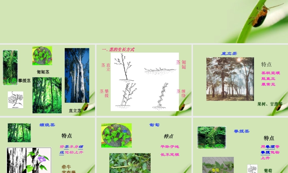 八年级科学下册 植物体中物质的运输课件 浙教版 课件