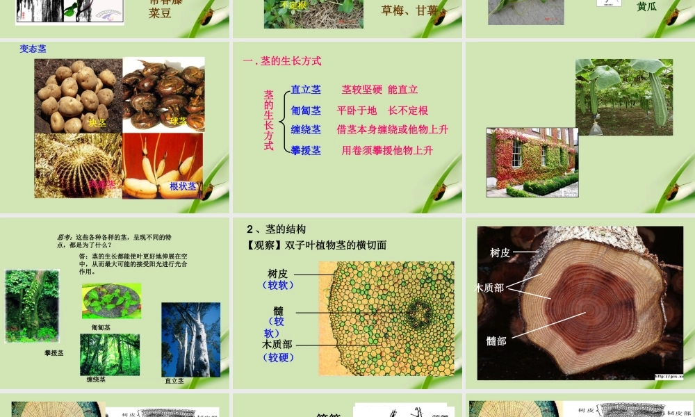 八年级科学下册 植物体中物质的运输课件 浙教版 课件