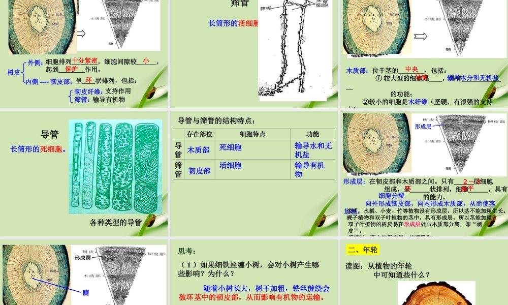 八年级科学下册 植物体中物质的运输课件 浙教版 课件