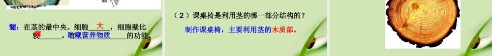 八年级科学下册 植物体中物质的运输课件 浙教版 课件