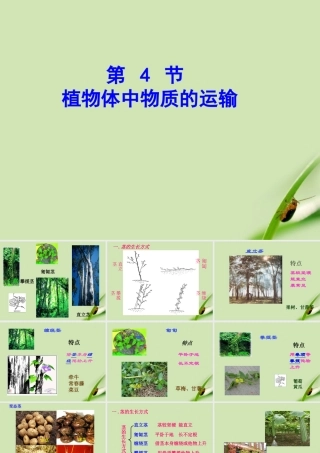 八年级科学下册 植物体中物质的运输课件 浙教版 课件