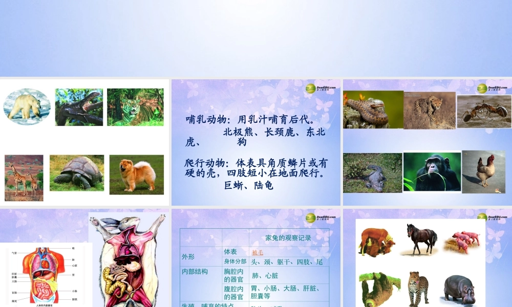 七年级生物下册 地面上的动物课件 苏科版 课件