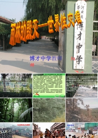 八年级语文雨林的毁灭 世界性灾难课件1语文版 课件