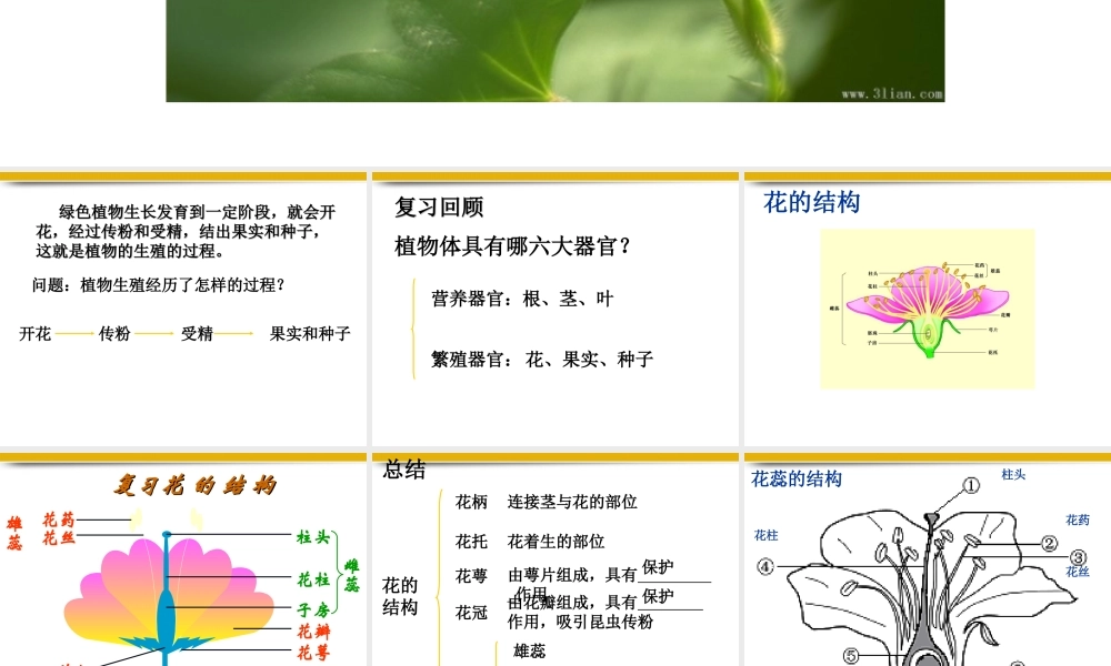 八年级生物上册 第一节植物的生殖课件 苏科版 课件