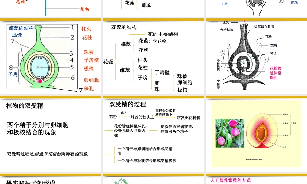 八年级生物上册 第一节植物的生殖课件 苏科版 课件