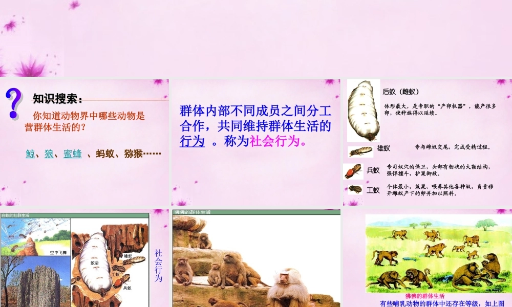 八年级生物上册 第五单元 第二章 第三节 社会行为课件 (新版)新人教版 课件