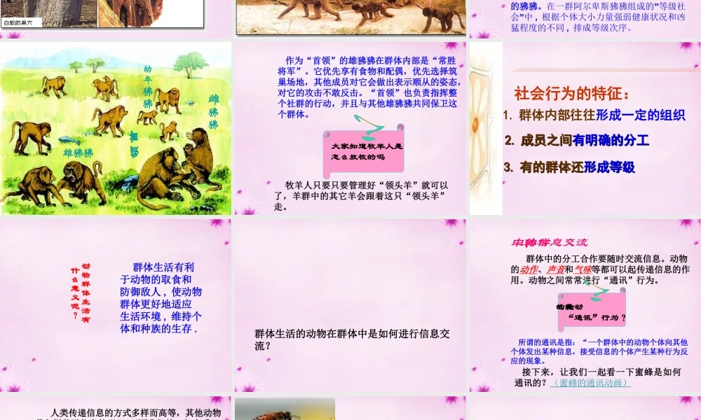 八年级生物上册 第五单元 第二章 第三节 社会行为课件 (新版)新人教版 课件
