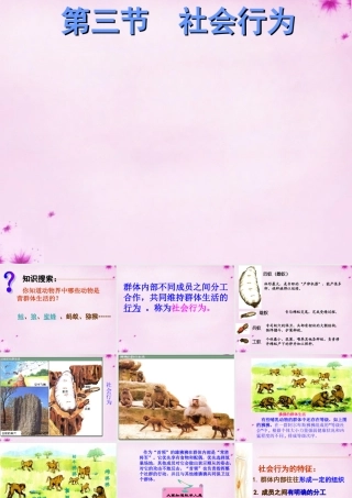 八年级生物上册 第五单元 第二章 第三节 社会行为课件 (新版)新人教版 课件