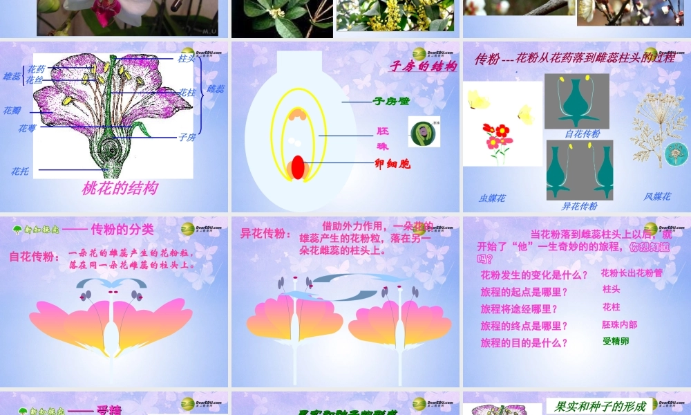 中学七年级生物上册 开花和结果课件 新人教版 课件