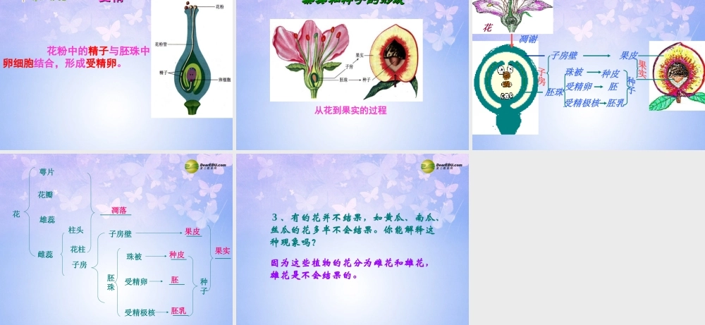 中学七年级生物上册 开花和结果课件 新人教版 课件