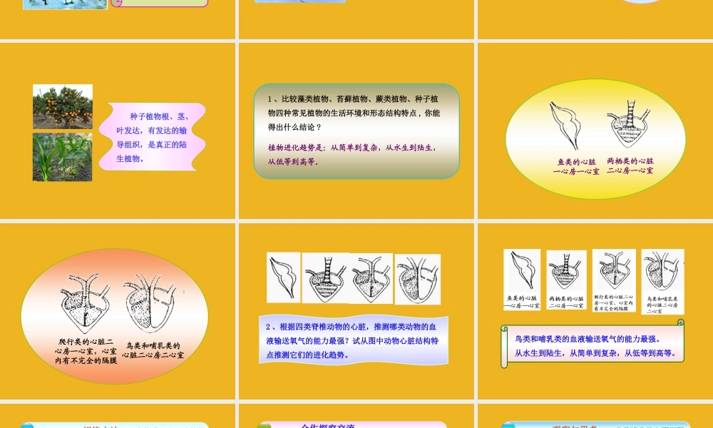 八年级生物下册 第五单元  第一章  第三节  生物进化的历程同步课件 济南版 课件