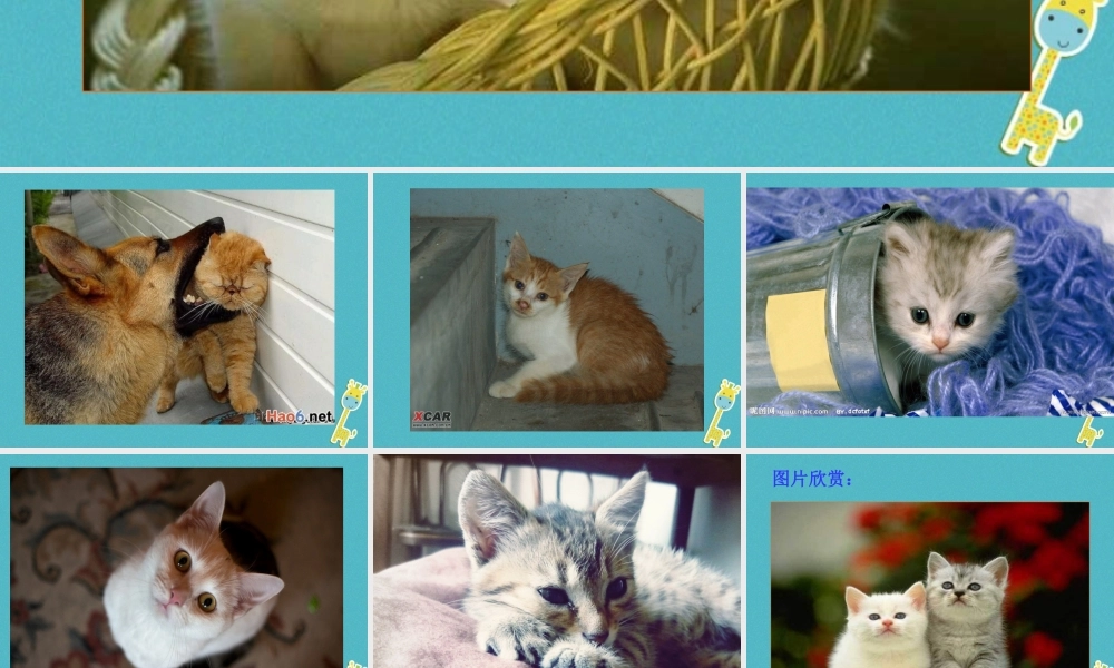 七年级语文上册 第五单元 第16课 猫课件 新人教版 课件