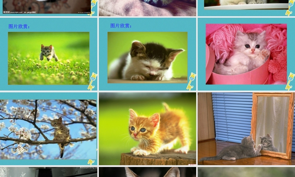 七年级语文上册 第五单元 第16课 猫课件 新人教版 课件