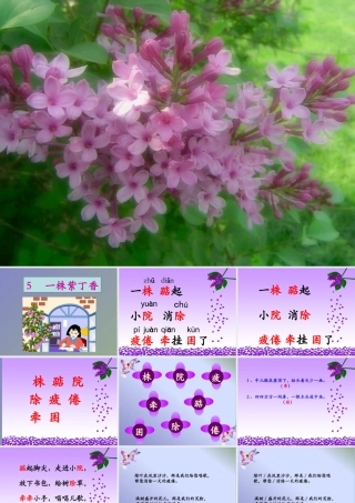 一株紫丁香 课件
