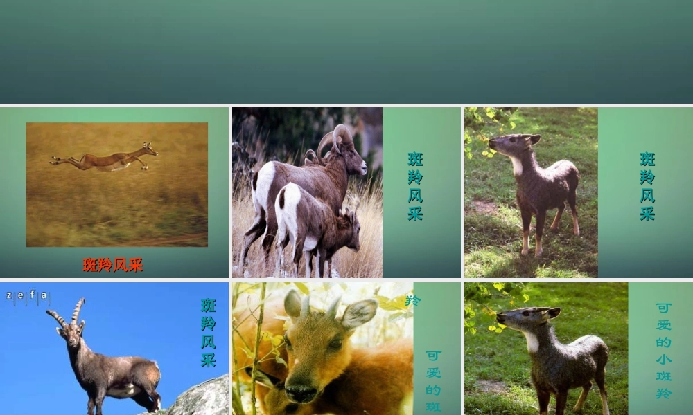 中学七年级语文下册 第27课 斑羚飞渡课件 (新版)新人教版 课件