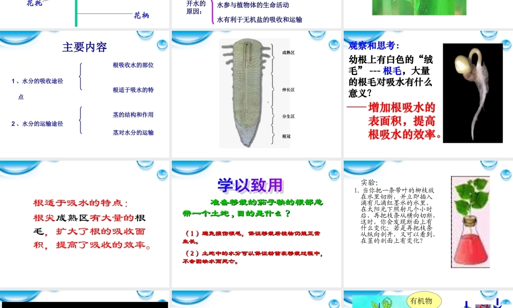 七年级生物上册 水分进入植物体内的途径课件 人教新课标版 课件