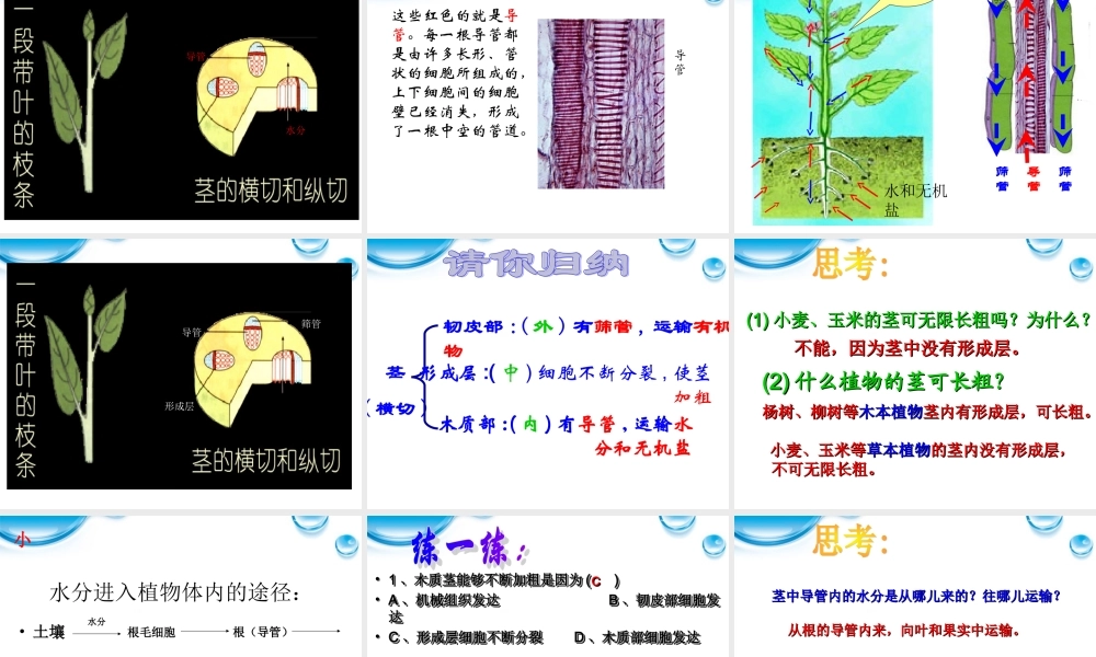 七年级生物上册 水分进入植物体内的途径课件 人教新课标版 课件