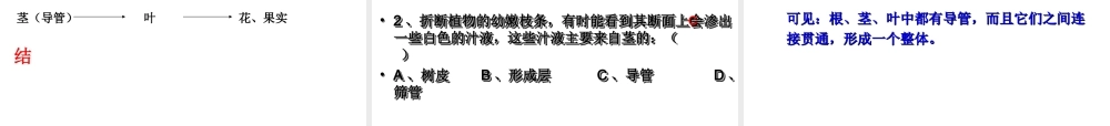 七年级生物上册 水分进入植物体内的途径课件 人教新课标版 课件
