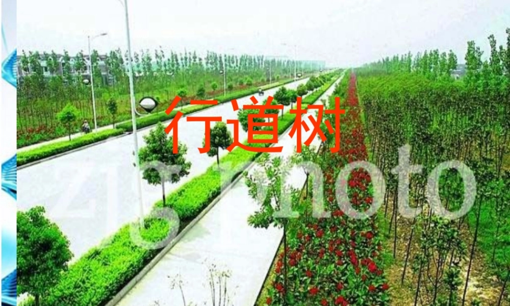 七年级语文上册 (行道树)课件 人教新课标版 课件