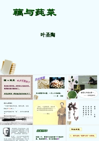 七年级语文上册 (藕与莼菜)课件 沪教版 课件