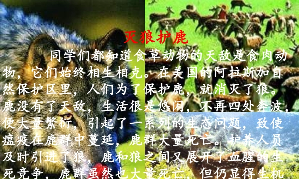 中学七年级政治下册 第9课 生命的林子课件 人民版 课件